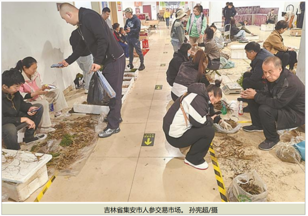 大圣配资 东北这个边境小城，人参产值要达到300亿元！